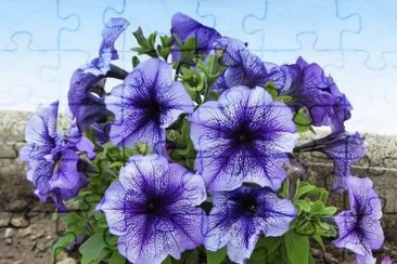 petunias jigsaw puzzle