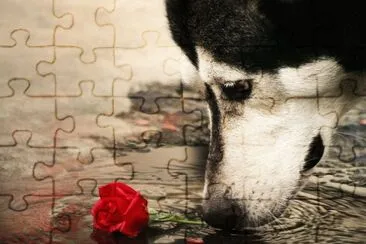 cÃ£o e flor