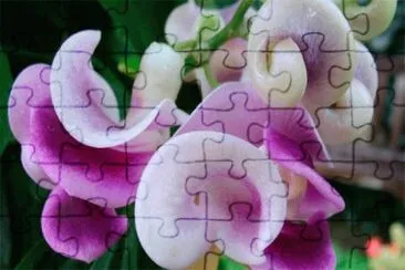 52 jigsaw puzzle