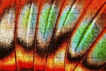 Butterfly Wing