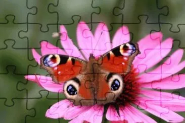 Borboleta