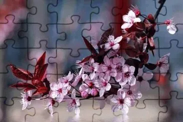 Cerezo en flor