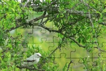 monjita blanca jigsaw puzzle