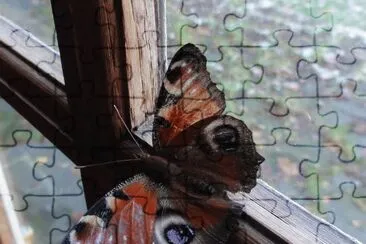 mariposa jigsaw puzzle
