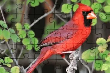 pajaros