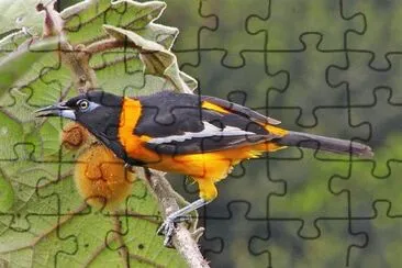 pajaros