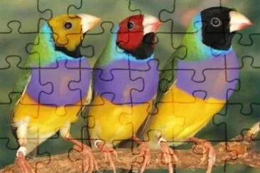 pajaros