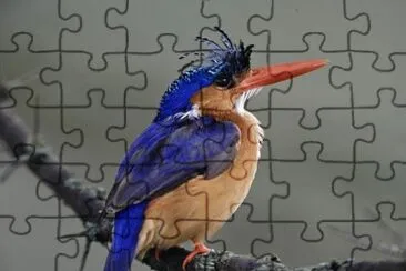 pajaros