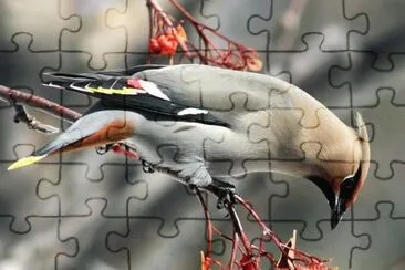 pajaros