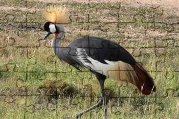 pajaros