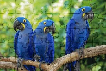 pajaros