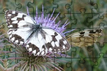 mariposas jigsaw puzzle