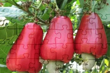  jigsaw puzzle
