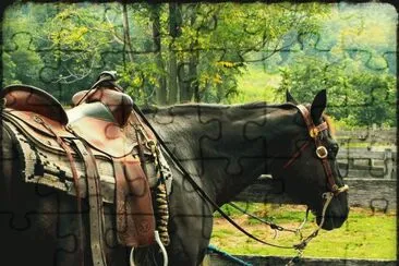 Cavalos 5
