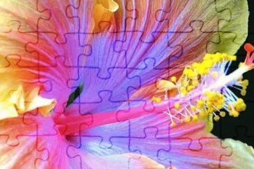 Hibiscus jigsaw puzzle