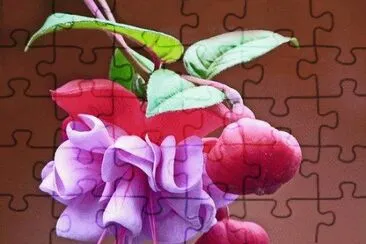Fuchsia jigsaw puzzle