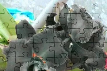 imagens