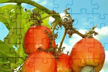  jigsaw puzzle
