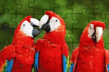 vzla jigsaw puzzle