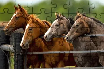 Cavalos 15