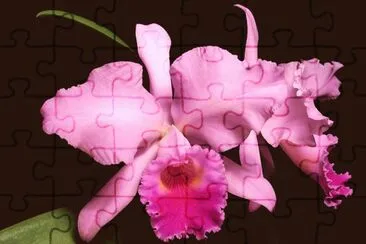 vzla jigsaw puzzle
