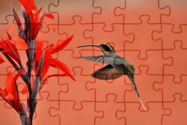 colibrÃ­