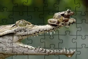 animales jigsaw puzzle