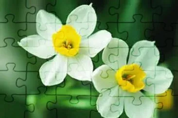f jigsaw puzzle
