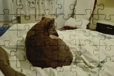 dogy jigsaw puzzle