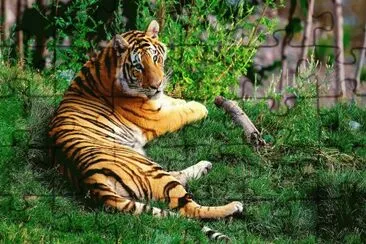 פאזל של Bello Felino