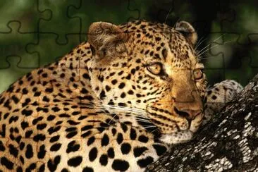Felino