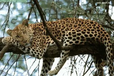 Leopardo Kenya jigsaw puzzle