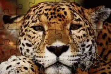 gatito