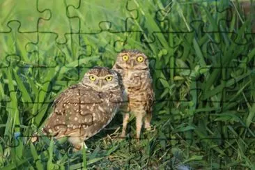 athene cunicularia jigsaw puzzle