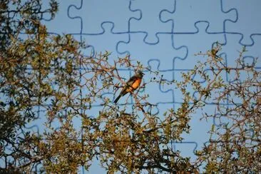 thraupis bonariensis jigsaw puzzle