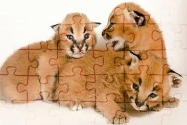 ×’×•×¨×™× jigsaw puzzle