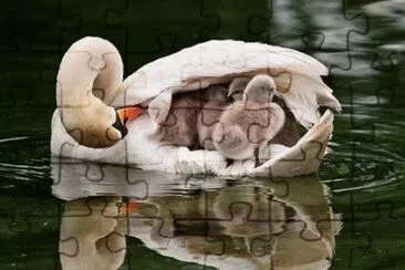 imagenes