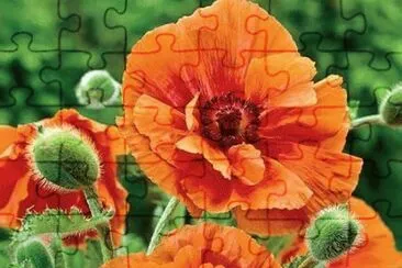 imagens jigsaw puzzle