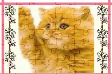 ×—×ª×•×œ0