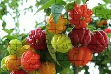 imagens jigsaw puzzle
