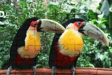 pÃ¡ssaro jigsaw puzzle