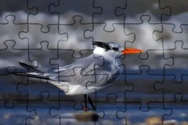 gaviotÃ­n real jigsaw puzzle