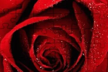 פאזל של Red rose