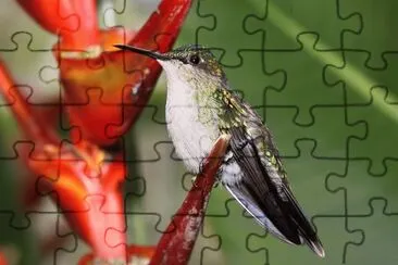 colibrÃ­ jigsaw puzzle