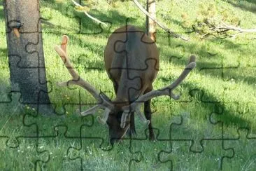 vzla jigsaw puzzle