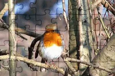 Robin