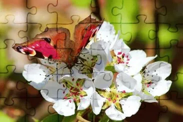 פאזל של Natureza