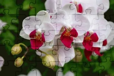 Natureza jigsaw puzzle