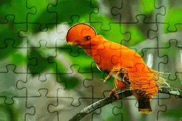 Natureza jigsaw puzzle