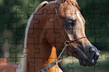 Cavalos 42
